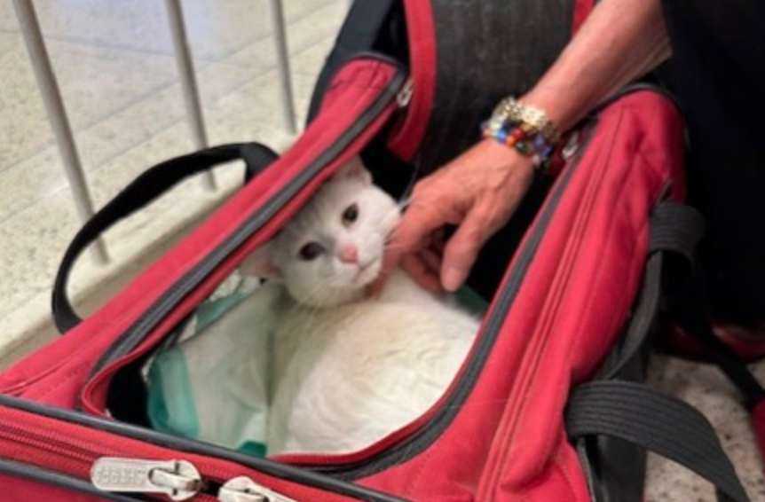 Cat Returns Home to Central Illinois After 3 Years and 1,000 Miles of Travel